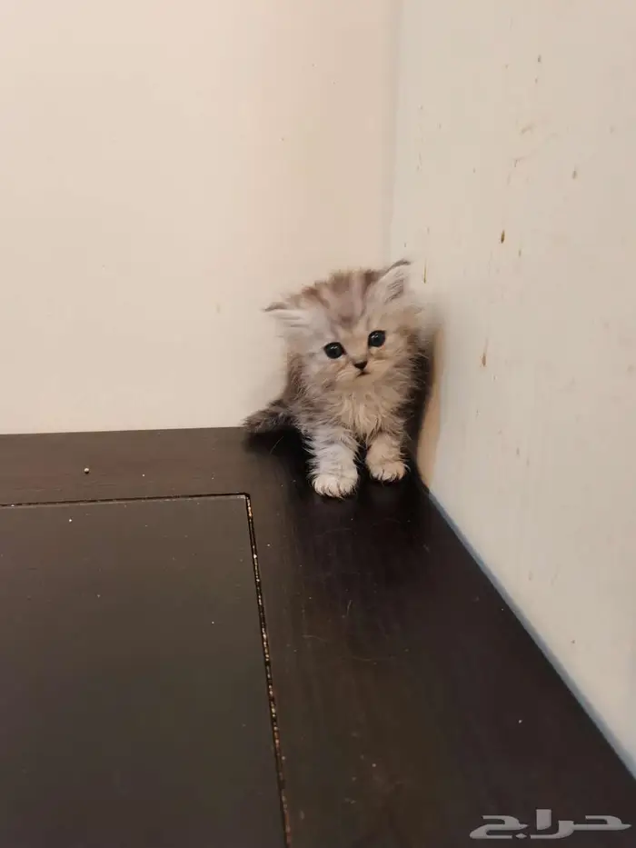 قطط كتن شيرازي بييور للبيع 5