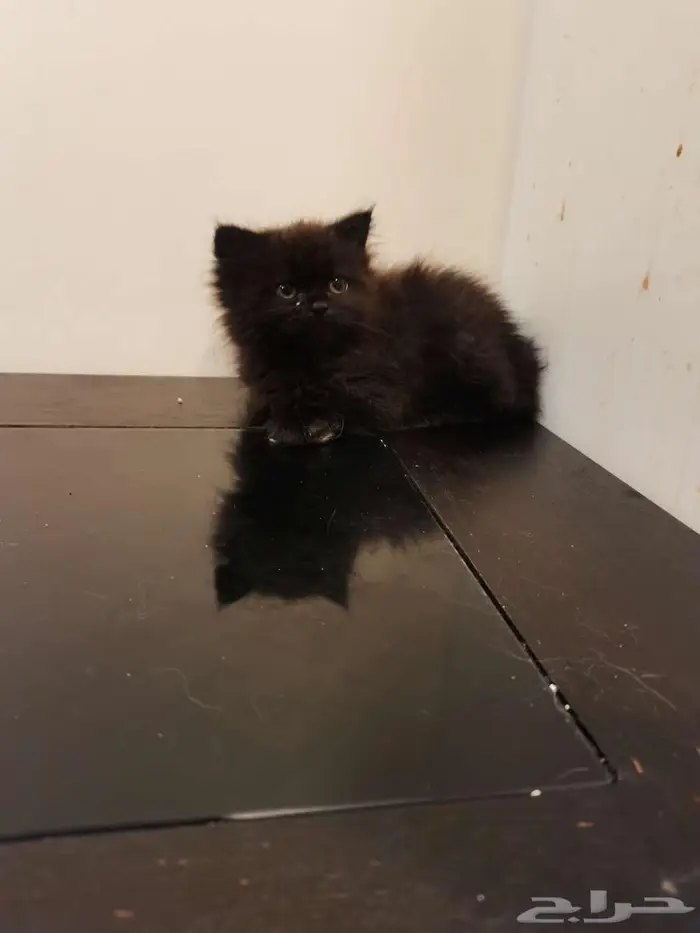 قطط كتن شيرازي بييور للبيع 18