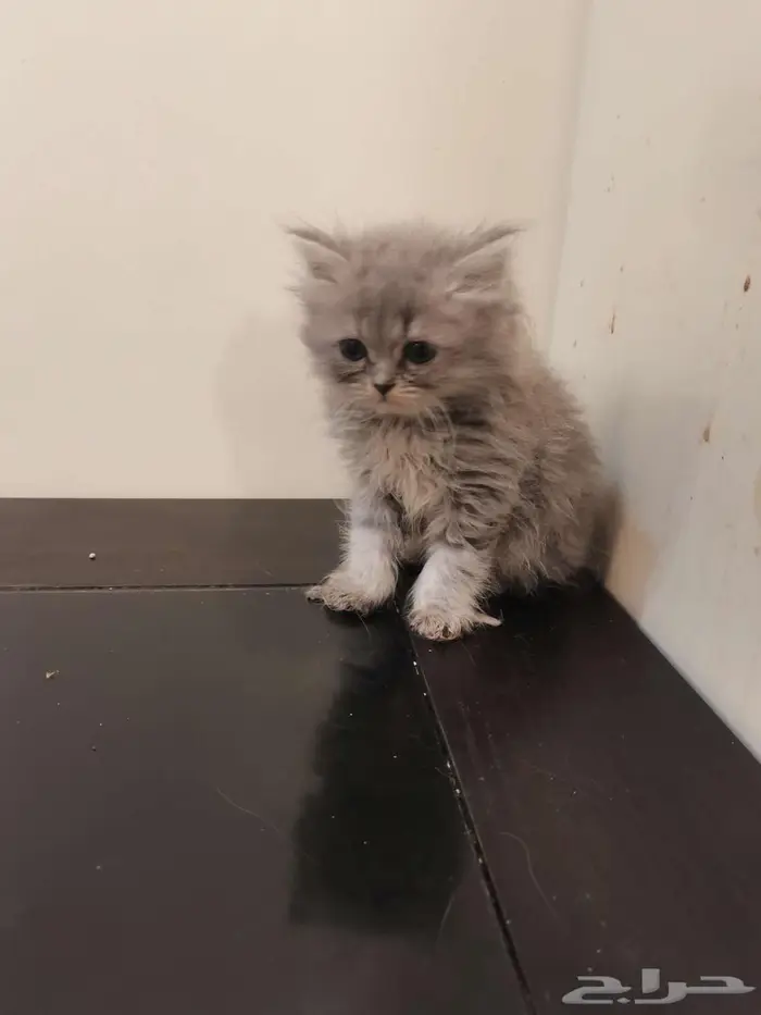 قطط كتن شيرازي بييور للبيع 19