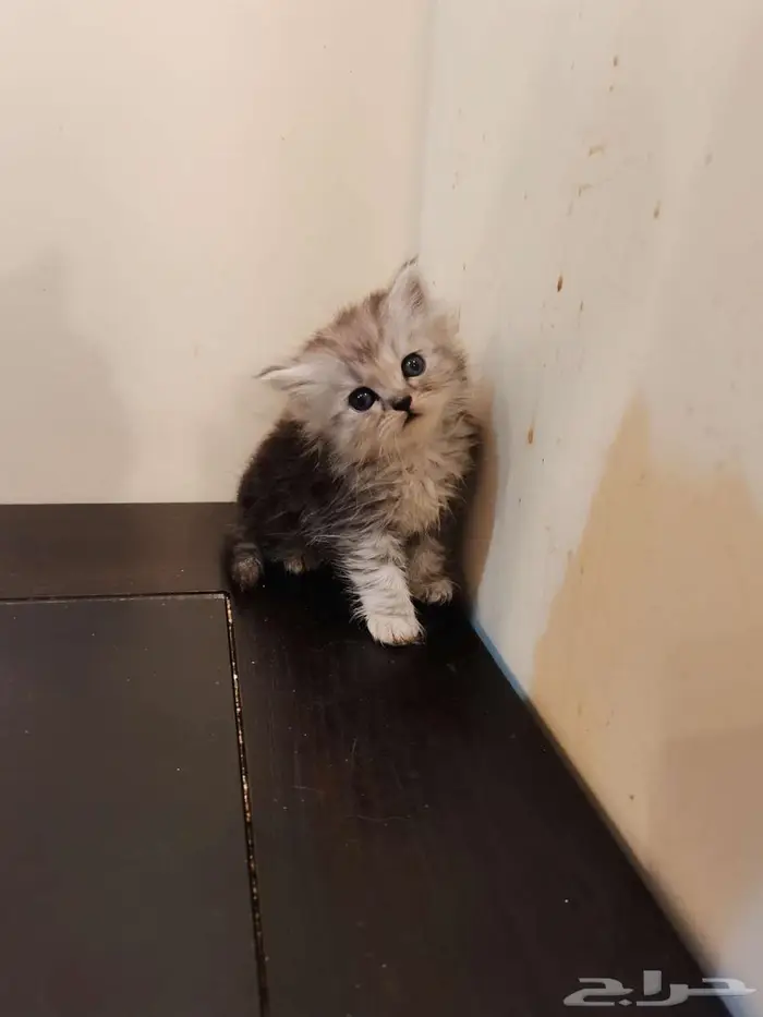 قطط كتن شيرازي بييور للبيع 2
