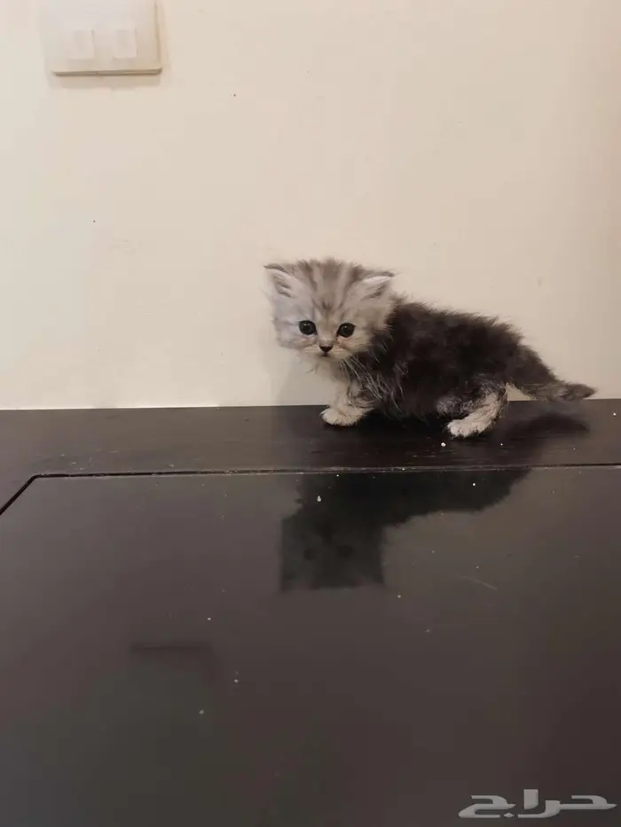 قطط كتن شيرازي بييور للبيع 21