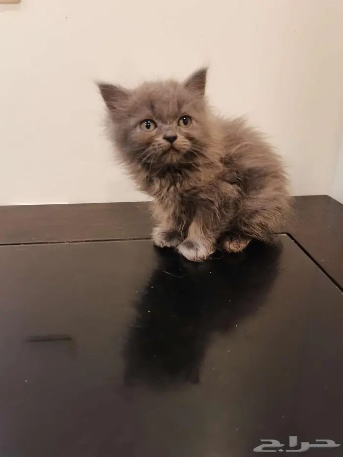 قطط كتن شيرازي بييور للبيع 20