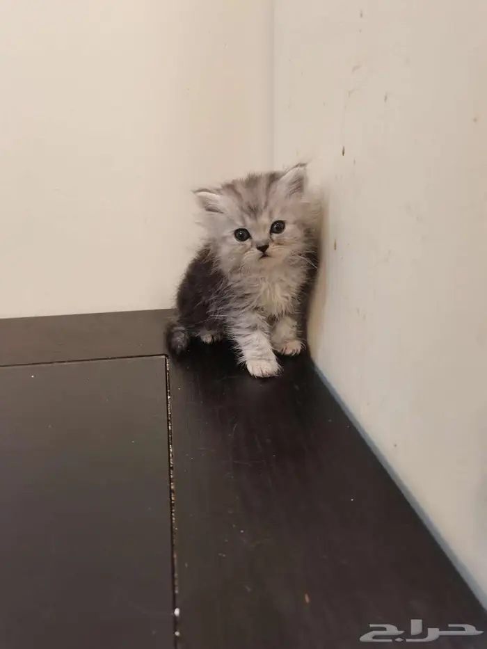 قطط كتن شيرازي بييور للبيع 3