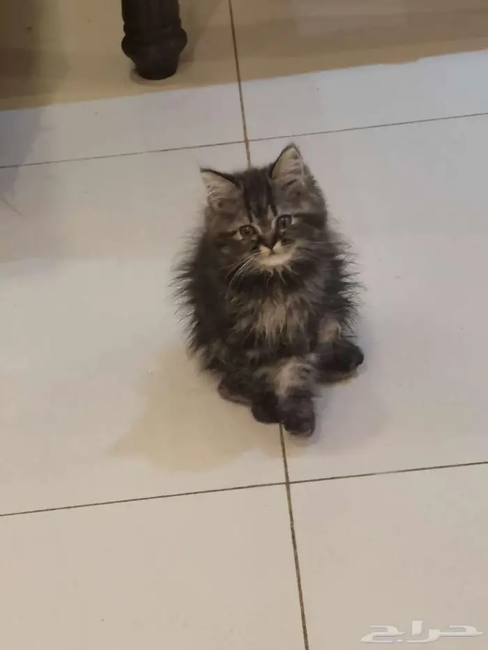قطط كتن شيرازي بييور للبيع 4