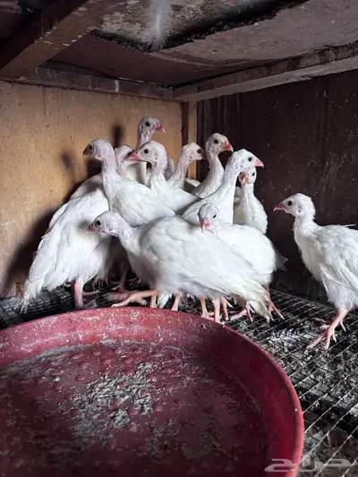 فروخ حبشي ابيض 0