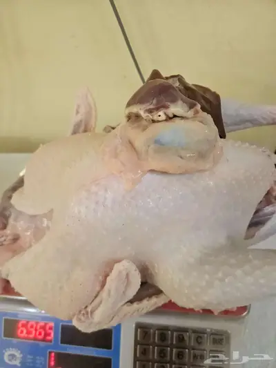 ديك رومي ذبح طازج index