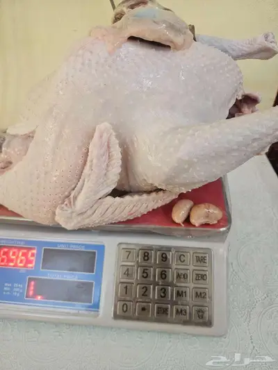 ديك رومي ذبح طازج index