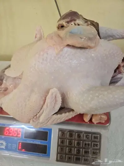 ديك رومي ذبح طازج index