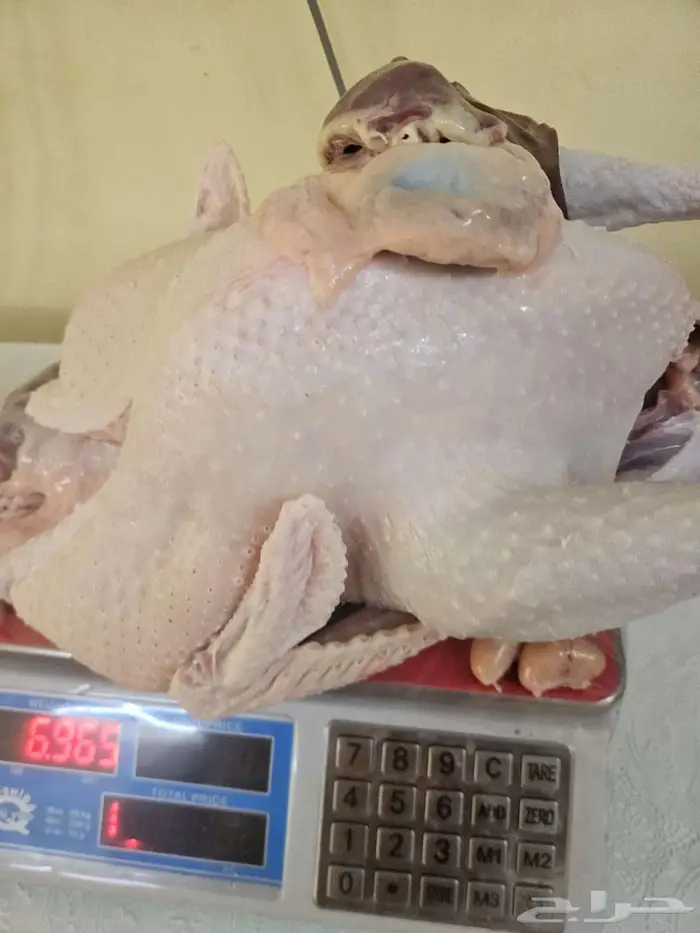 ديك رومي ذبح طازج 3