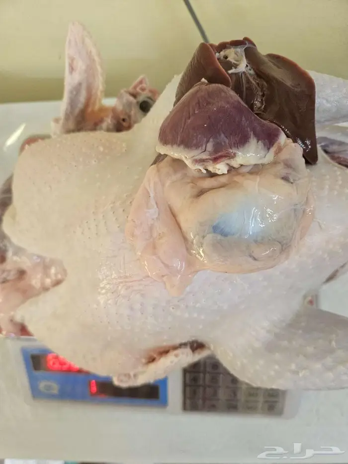 ديك رومي ذبح طازج 2