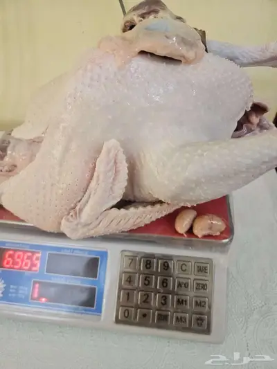 ديك رومي ذبح طازج index