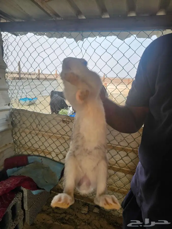 ارنب للبيع 0