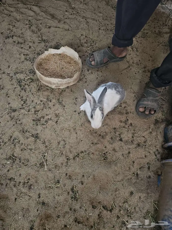 ارنب للبيع 1