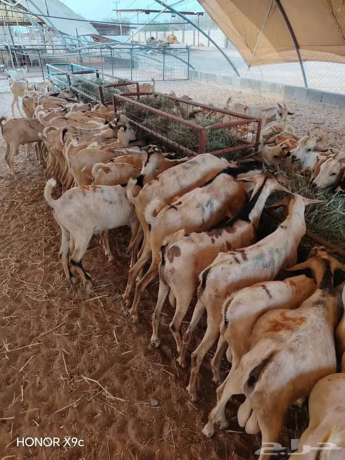 للبيع جمله وتفريد برابر وتيوس اوزان طيبه 1