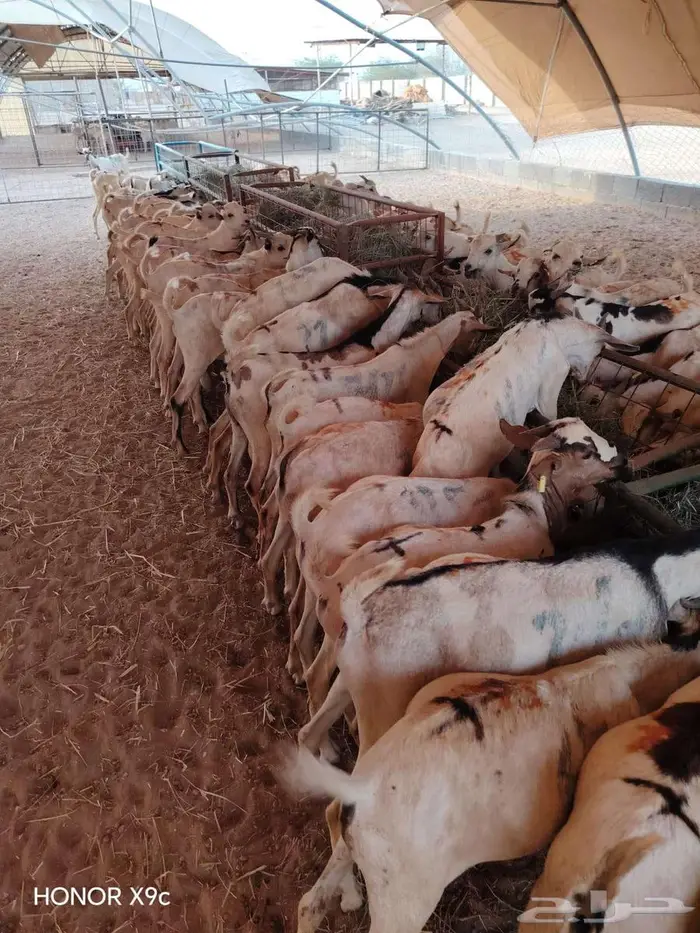 للبيع جمله وتفريد برابر وتيوس اوزان طيبه 2