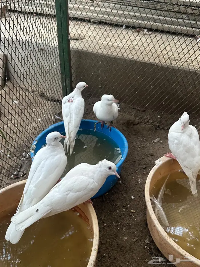 حمام ياكريم 0