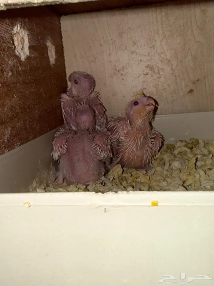 فروخ كروان لاتينو للبيع 0