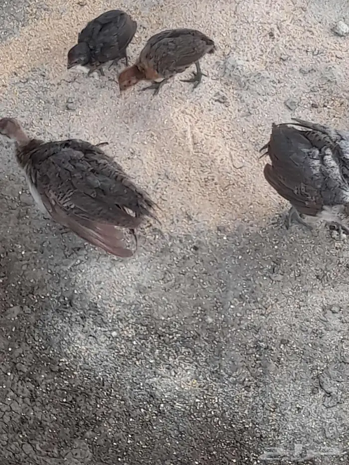 مزارع محلة ضمد 1