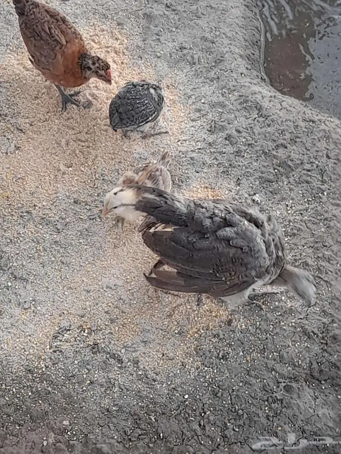 مزارع محلة ضمد 0