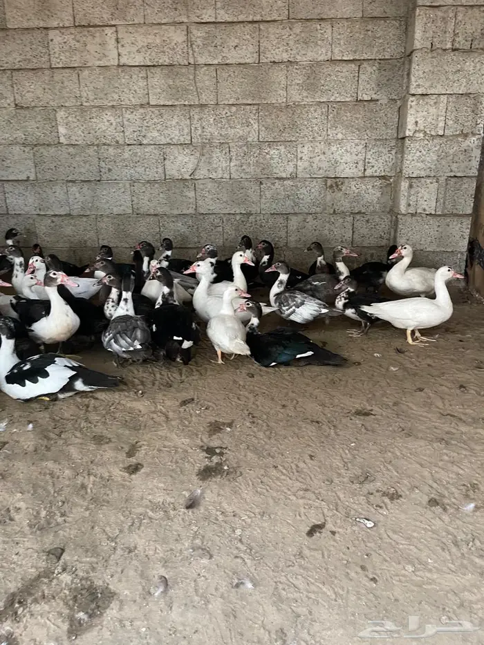 بط بلدي للبيع 1