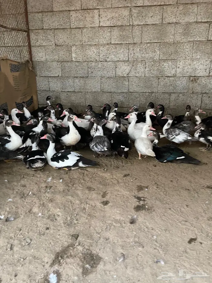 بط بلدي للبيع 3