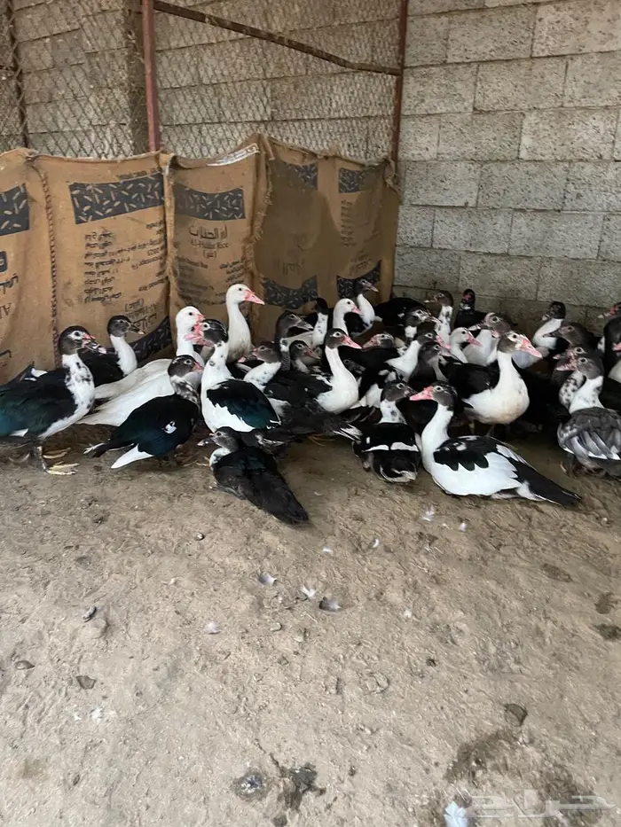 بط بلدي للبيع 0