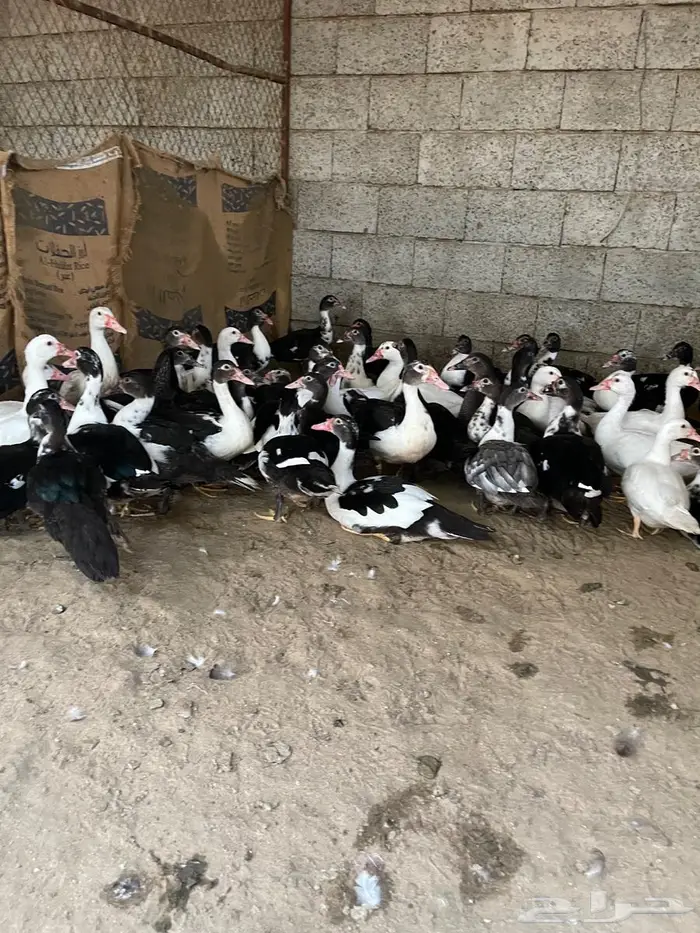 بط بلدي للبيع 4