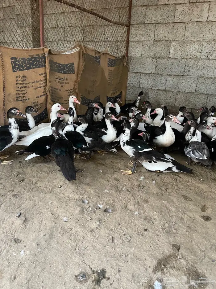 بط بلدي للبيع 5