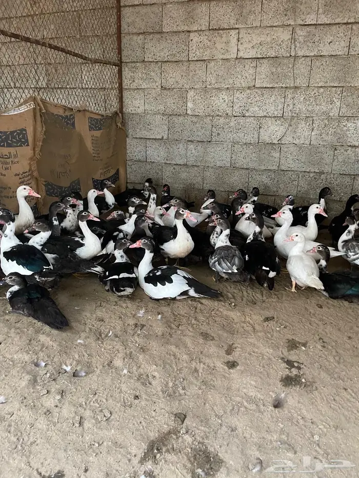 بط بلدي للبيع 2