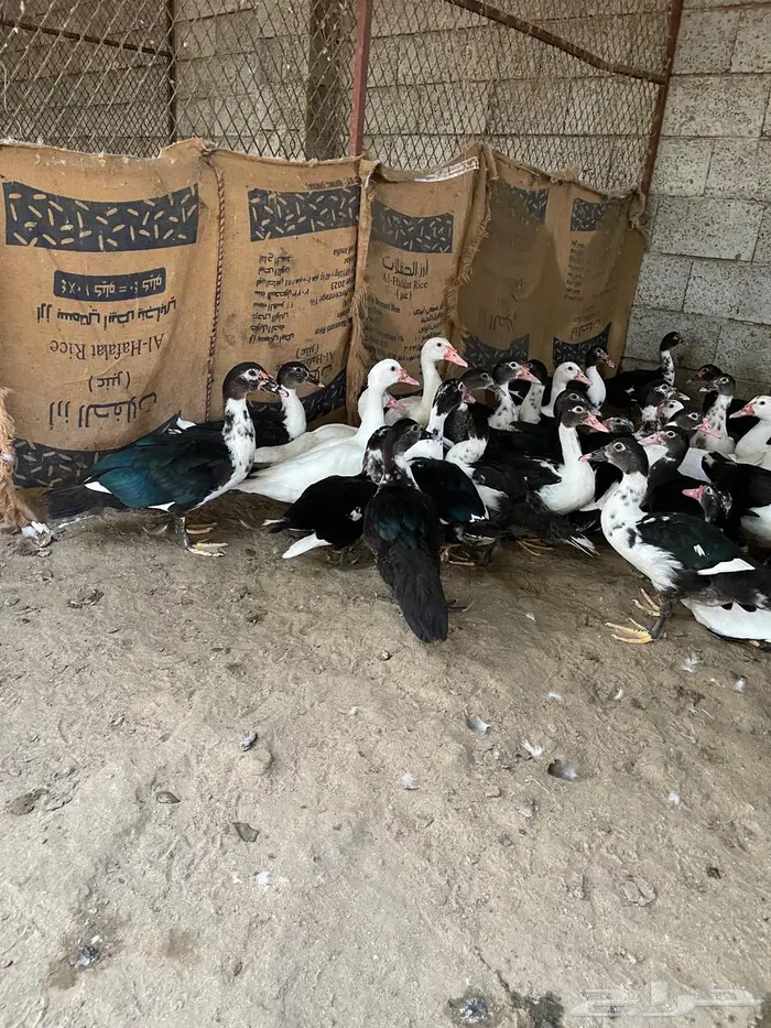 بط بلدي للبيع 6