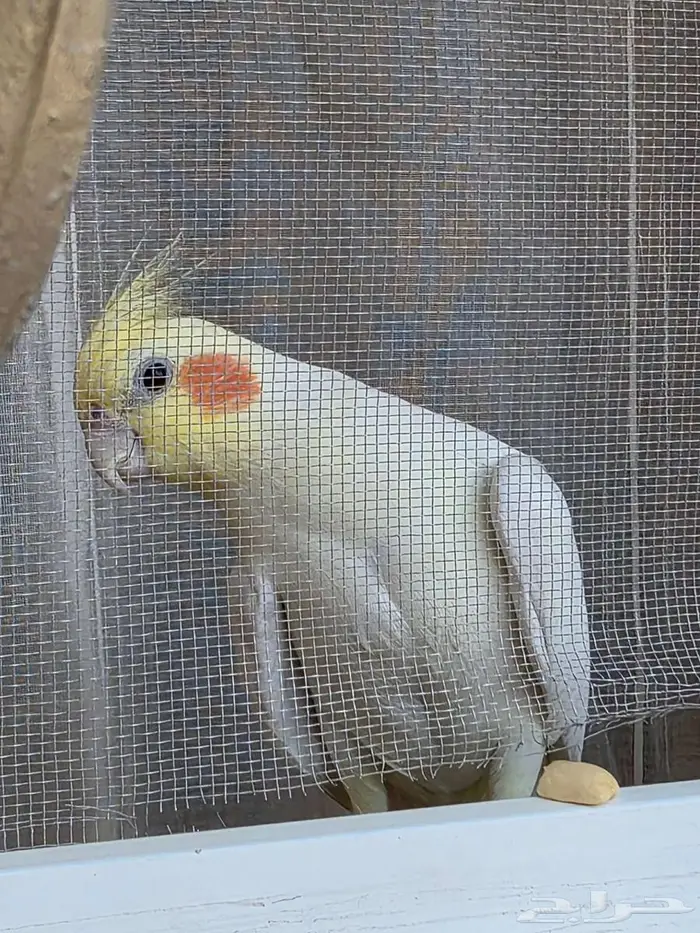 كروان مفقود 0