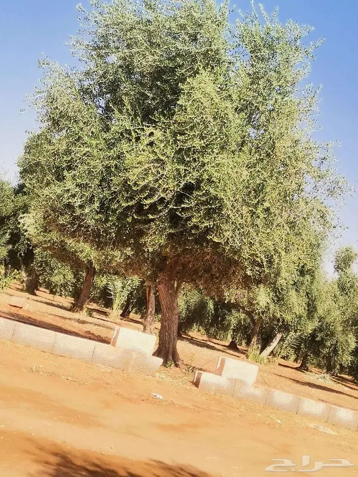 اشجار زيتون متفرع شكل انيق 1