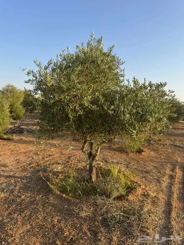 اشجار زيتون متفرع شكل انيق 2