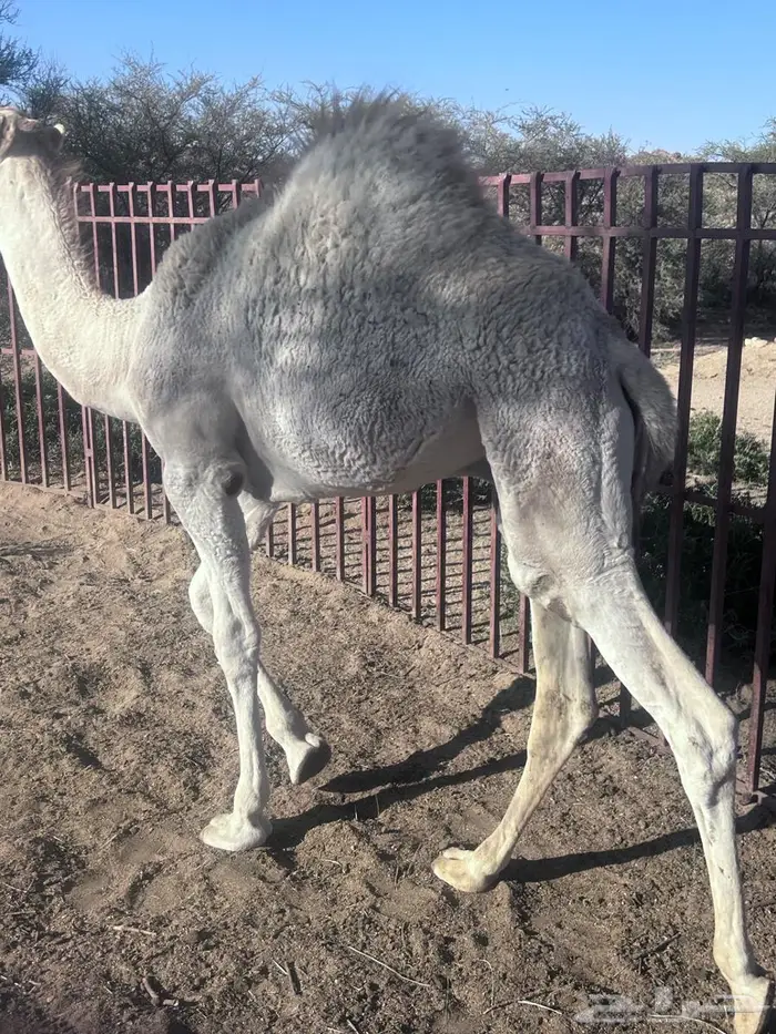 حاشي للبيع 1