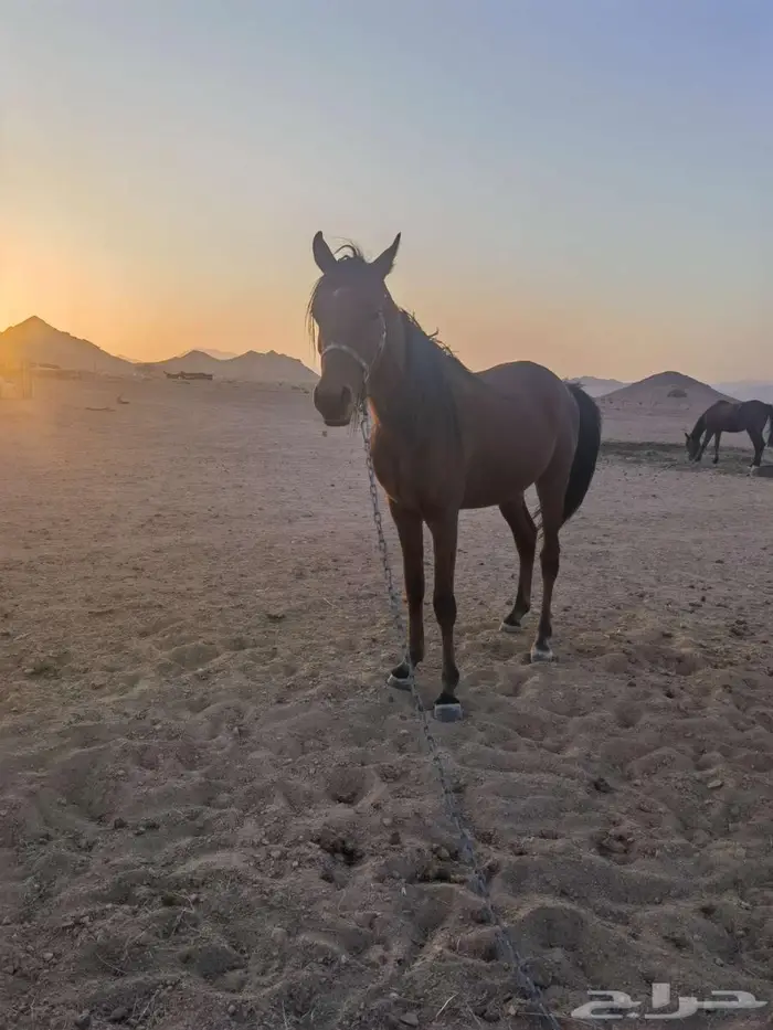 مهر شعبي عمر سنتين غير معسوف 0