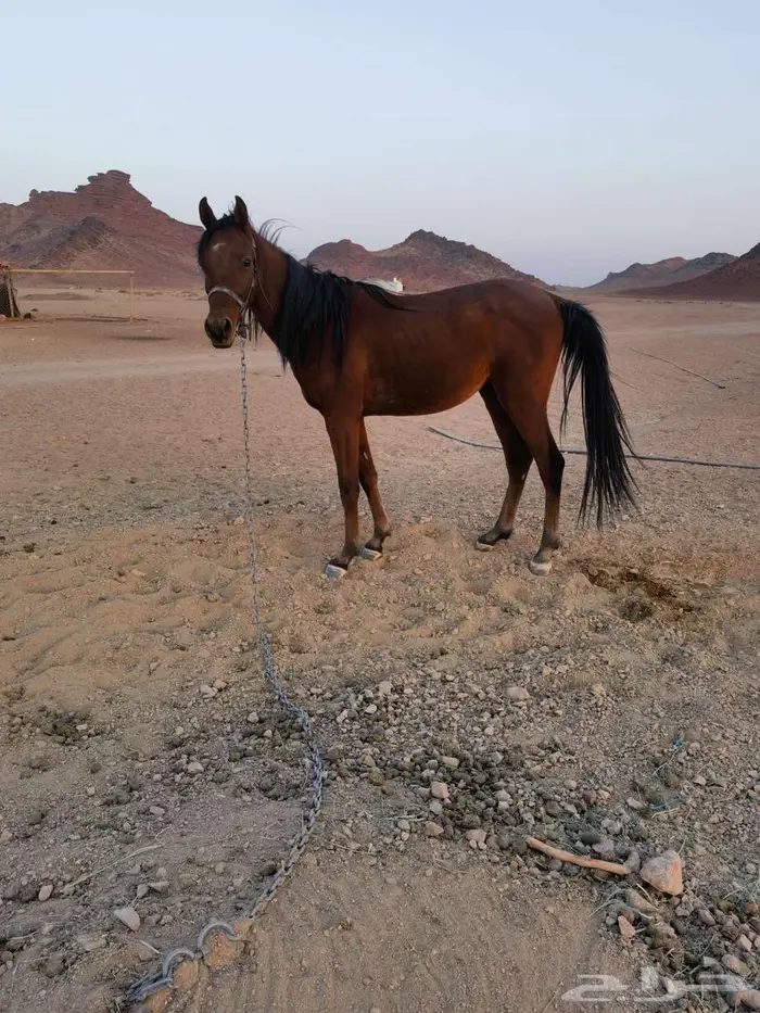 مهر شعبي عمر سنتين غير معسوف 3