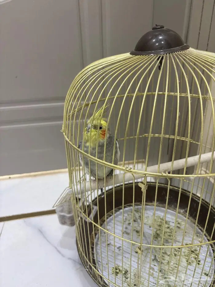 عصفور كروان للبيع 0