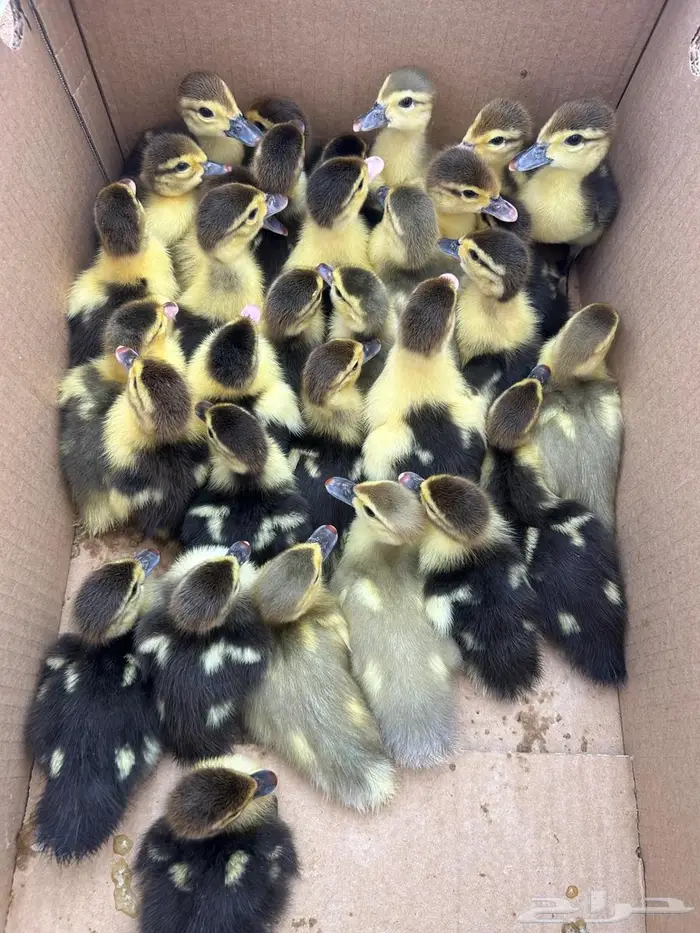 صوص بط مسكوفي 1