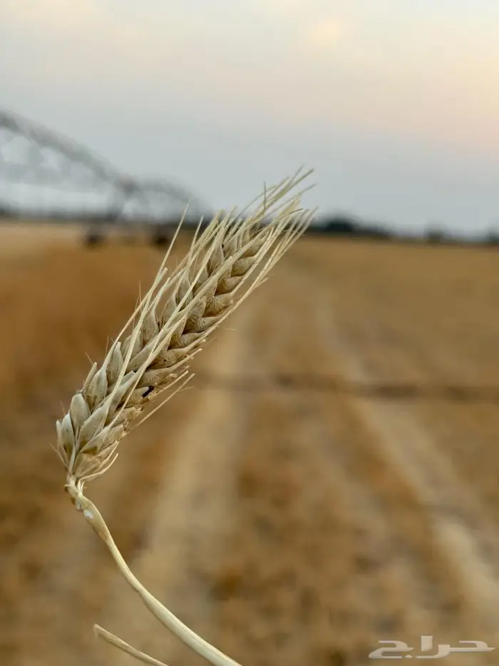 بذر شعير سداسي (جستو) 5