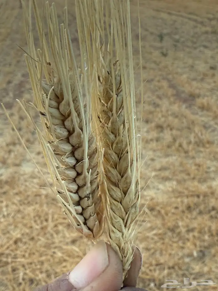 بذر شعير سداسي (جستو) 6