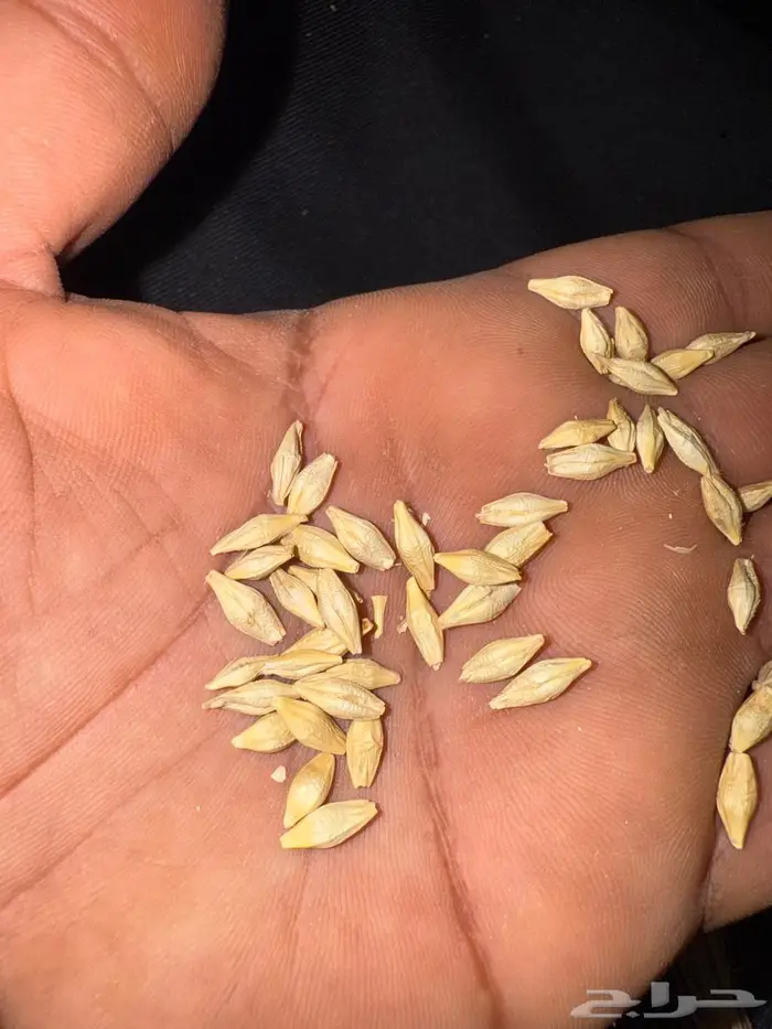 بذر شعير سداسي (جستو) 4