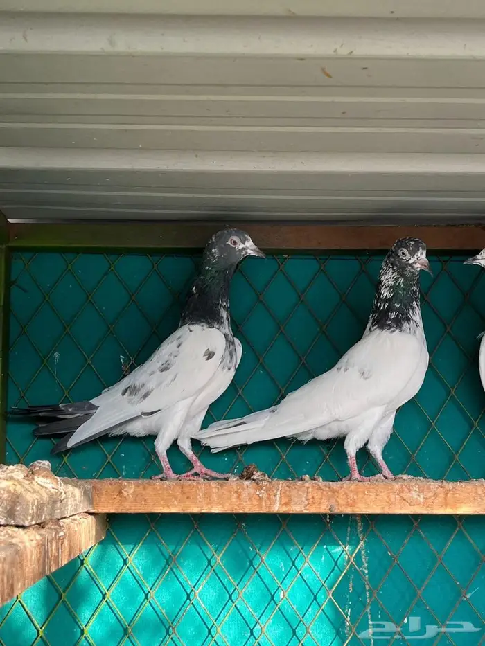 حمام باكستاني 1