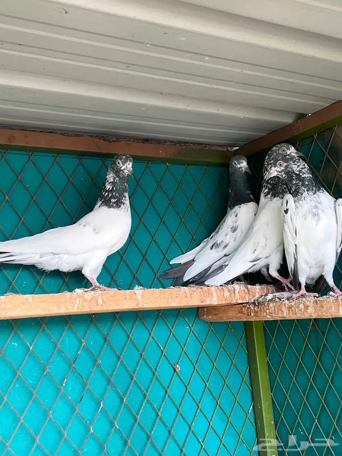 حمام باكستاني 2