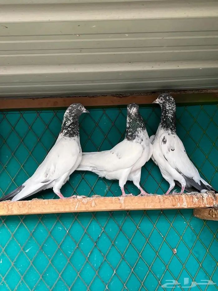 حمام باكستاني 0