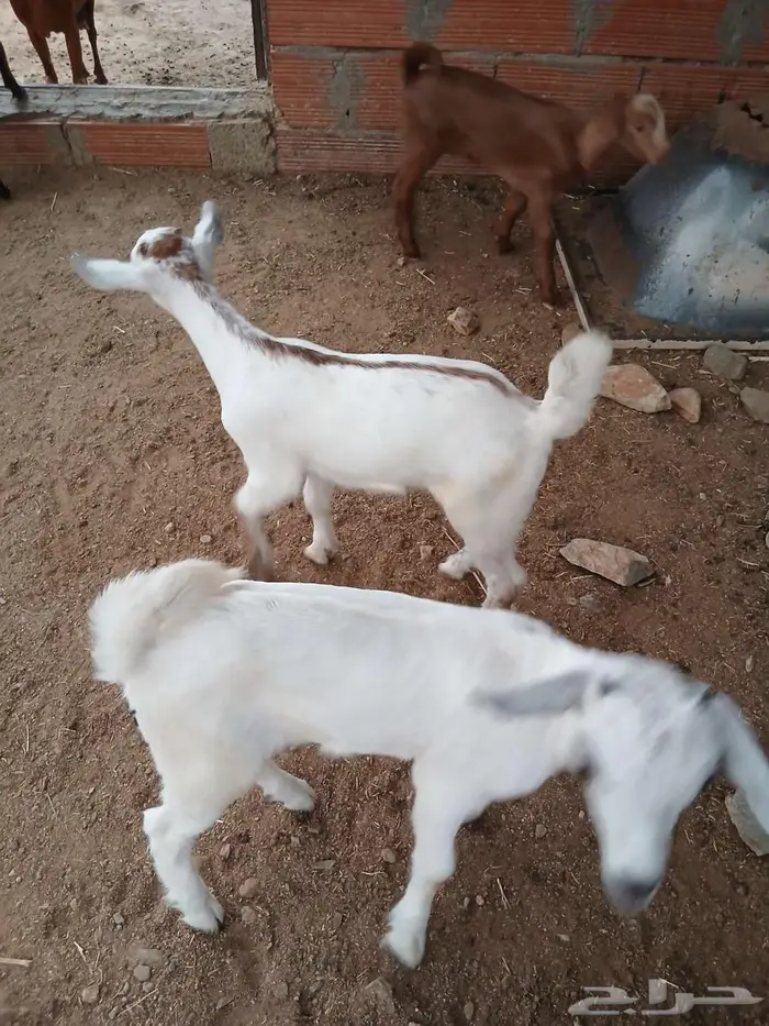 نعرض لكم ماعز 3 تحنه 6 3