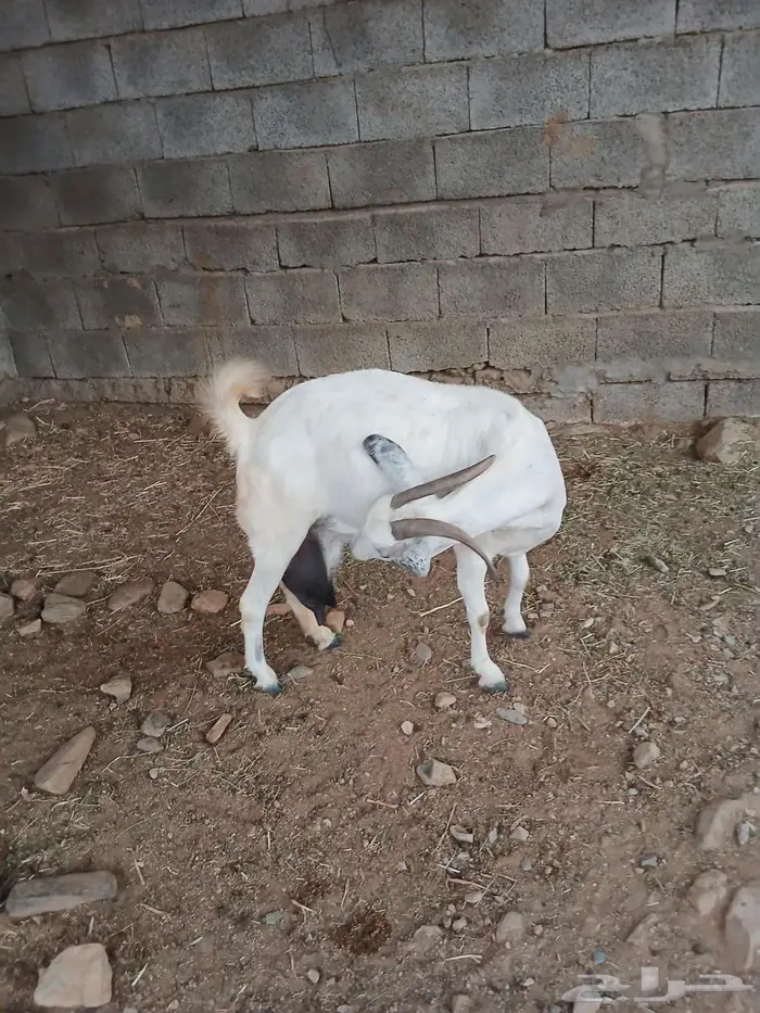 نعرض لكم ماعز 3 تحنه 6 0