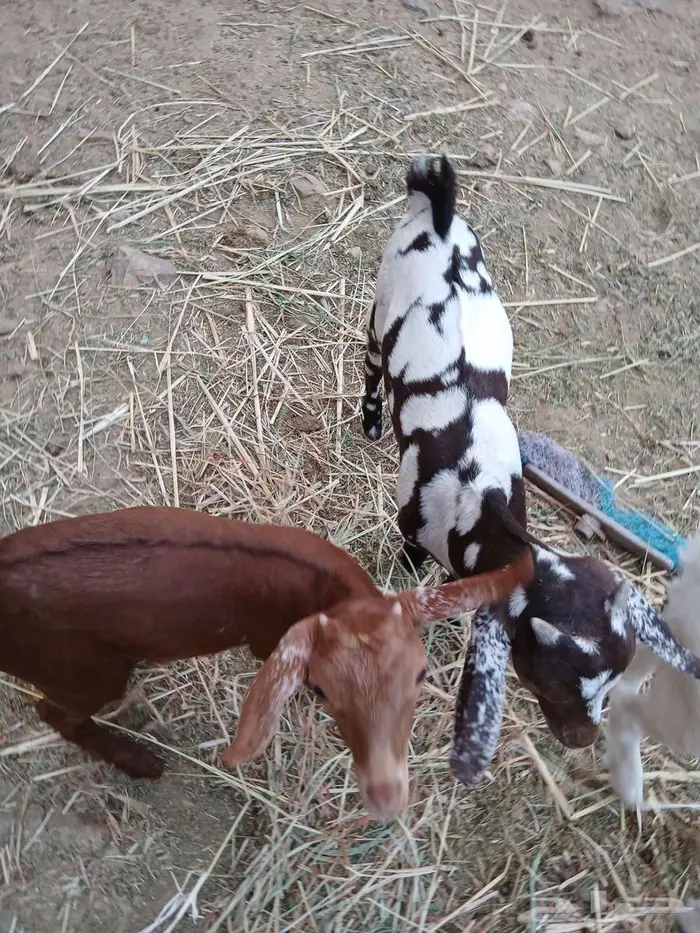 نعرض لكم ماعز 3 تحنه 6 5