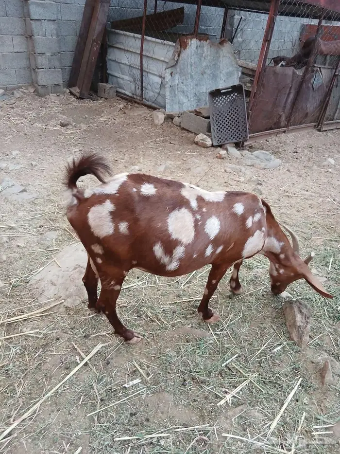 نعرض لكم ماعز 3 تحنه 6 4