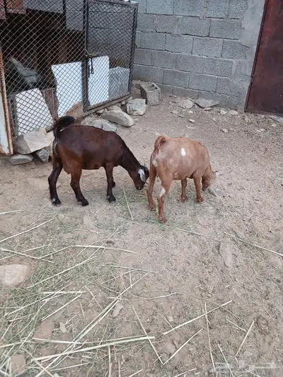 نعرض لكم ماعز 3 تحنه 6 index