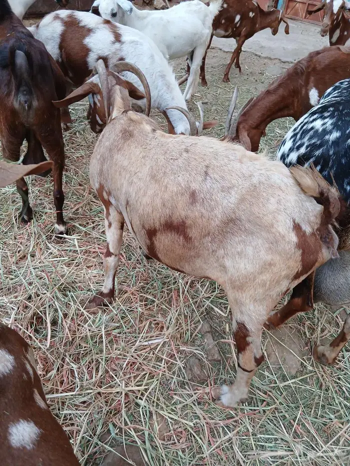 نعرض لكم ماعز 3 تحنه 6 2